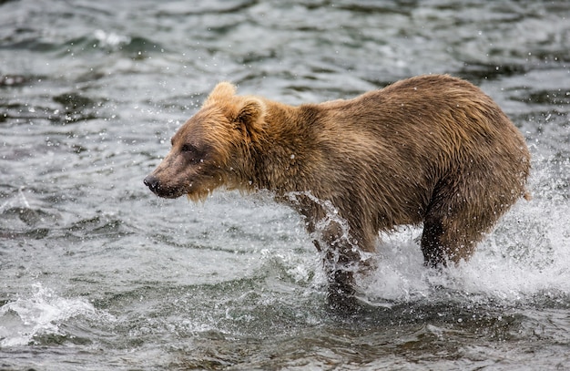 Brown bear is walking along the river. USA. Alaska. Katmai National Park.