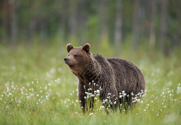 Brown bear is walking through a forest glade