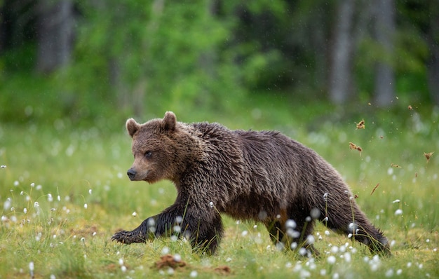 숲 사이의 빈터를 걷고있는 갈색 곰