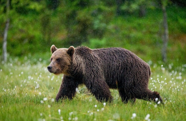 Brown bear is walking through a forest glade