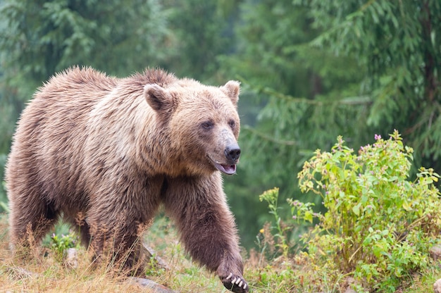 Бурый медведь (лат. Ursus Arctos) в лесу на фоне дикой природы.