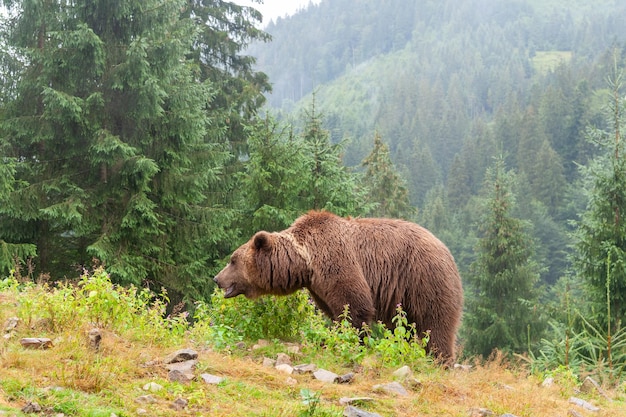 Фото Латинский бурый медведь ursus arctos в лесу на фоне дикой природы