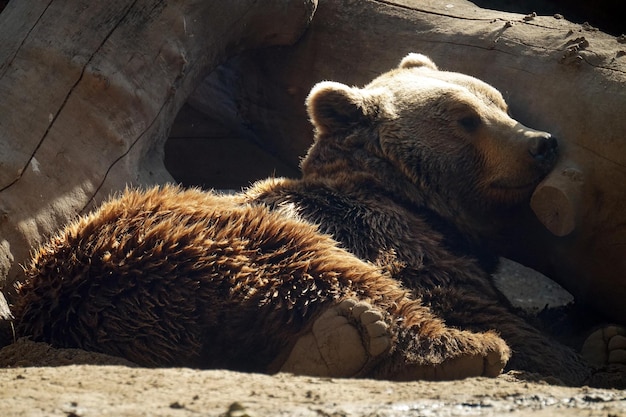 Brown bear laying on a ground and resting