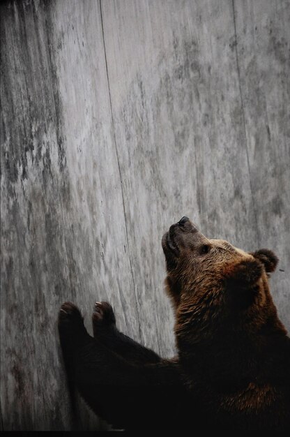 Photo brown bear looking up in zoo