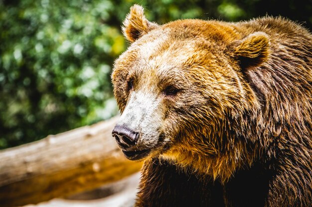 brown bear, majestic and powerful animal