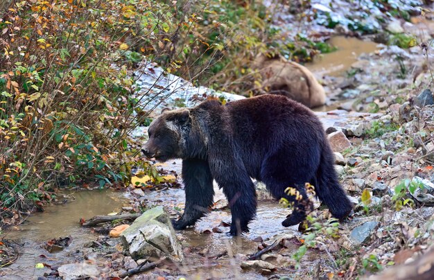 Photo brown bear in the mountains of the carpathians. ukraine