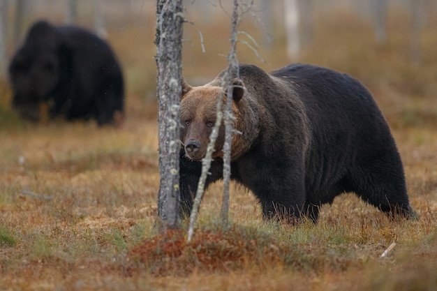 Brown bear in the nature habitat of finland 