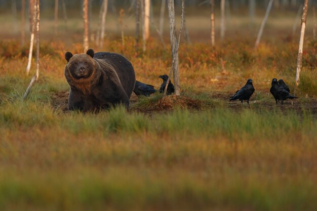 Photo brown bear in the nature habitat of finland