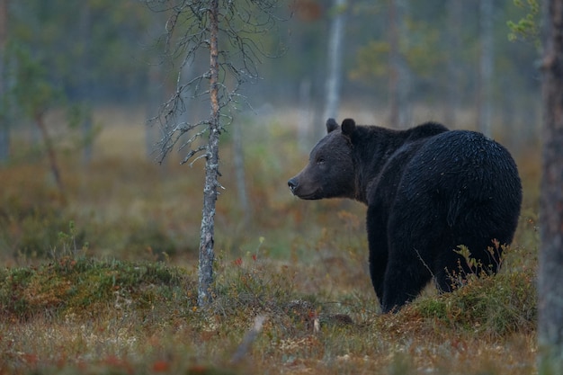 Brown bear in the nature habitat of finland 