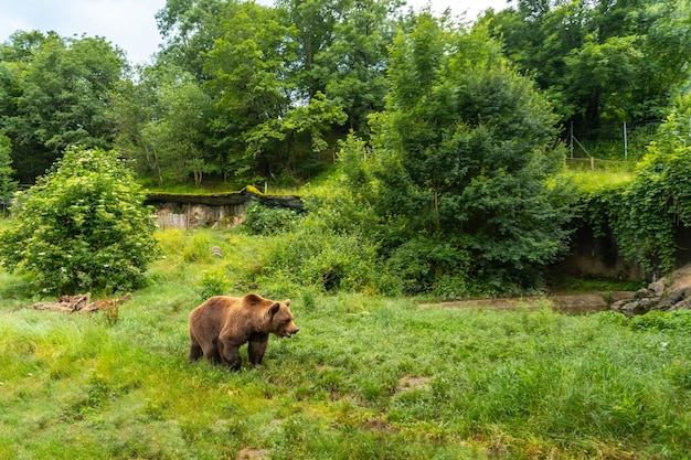 フランスのピレネー山脈のボルセ市の公園にいるヒグマ