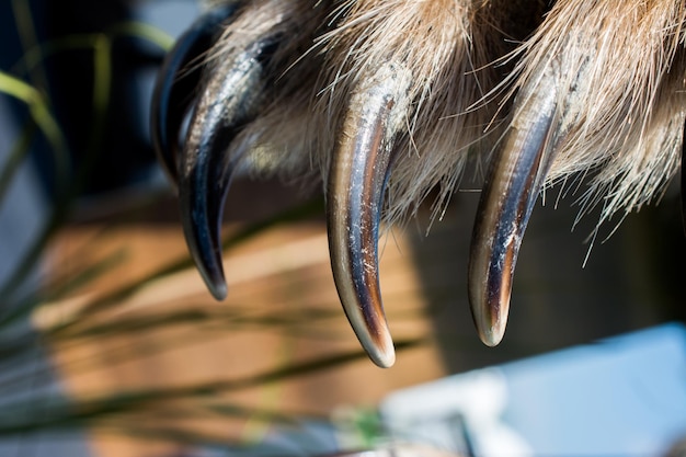 Foto brown bear paw met scherpe klauwen in zicht