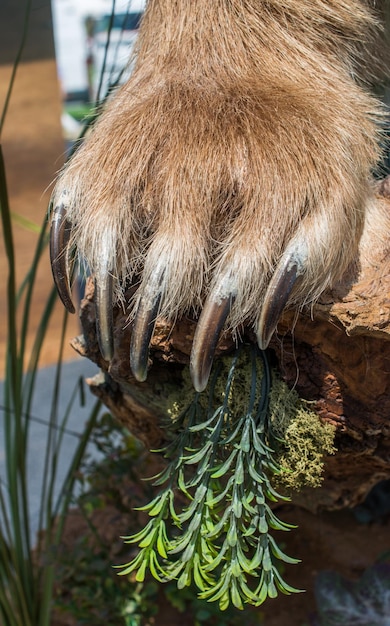 鋭い爪を持つヒグマの前足