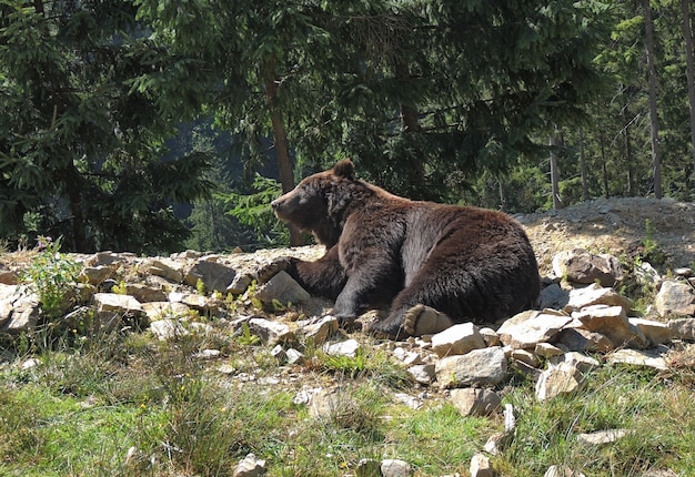 Brown bear raises his head in wild forest at sunny day