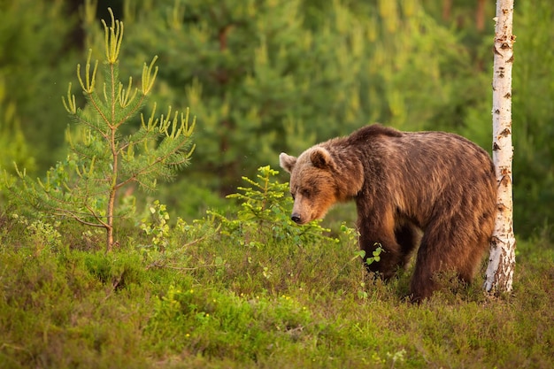 Photo brown bear scratching its back on a birch tree in summer nature