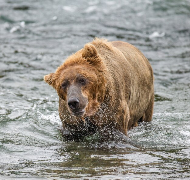 ヒグマは水しぶきに囲まれた水を振り払います。米国。アラスカ。カトマイ国立公園。