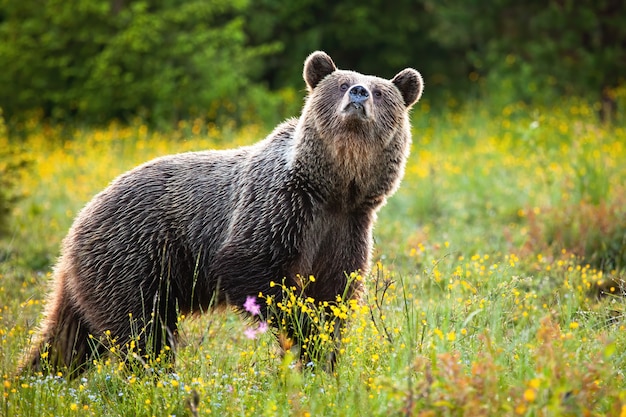 ヒグマの鼻をかむ