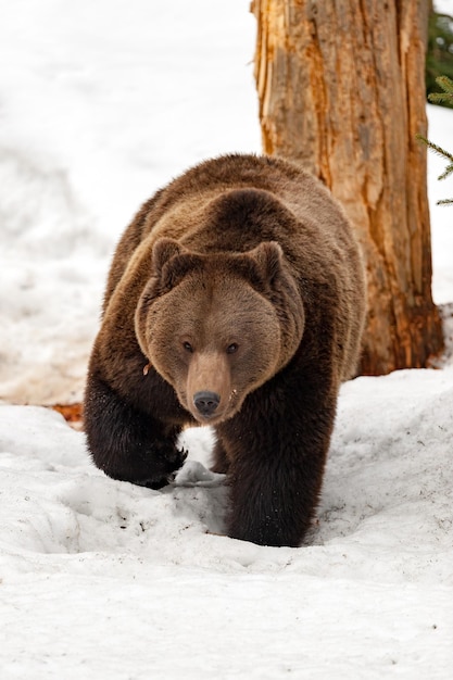 Brown bear on the snow background