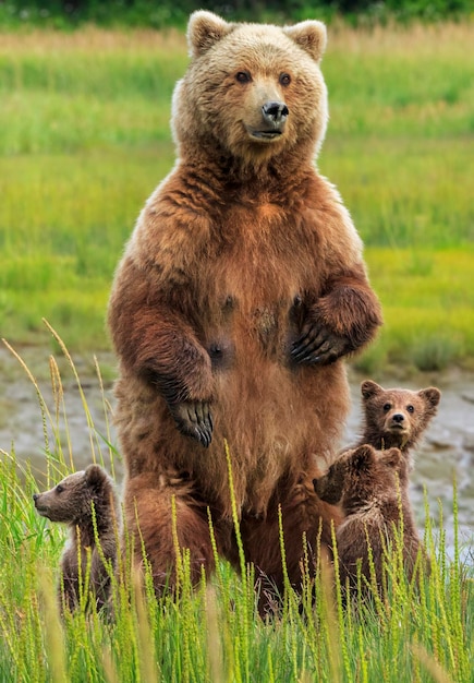 Photo brown bear sow and cubs lake clark national park alaska usa