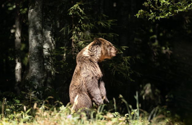 brown bear standing in the forest