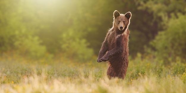 Orso bruno in piedi sulle zampe posteriori in posizione eretta sul prato con copia spazio