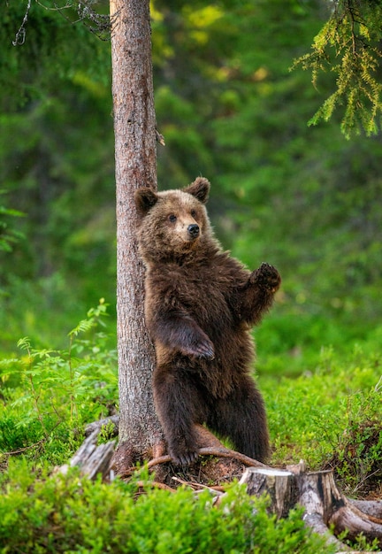 Brown bear stands near a tree in funny poses against the background of the forest