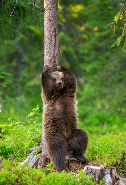 Brown bear stands near a tree in funny poses against the background of the forest