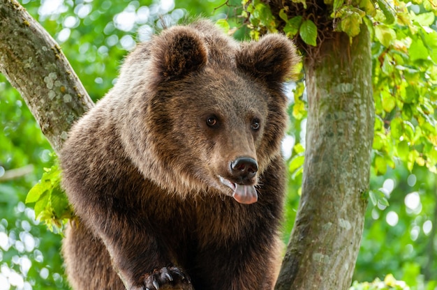 숲에서 나무에 갈색 곰입니다. 야생의 자연.