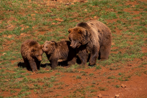 Brown bear  Ursus arctos arctos  It is a subspecies of the brown bear typical of Europe