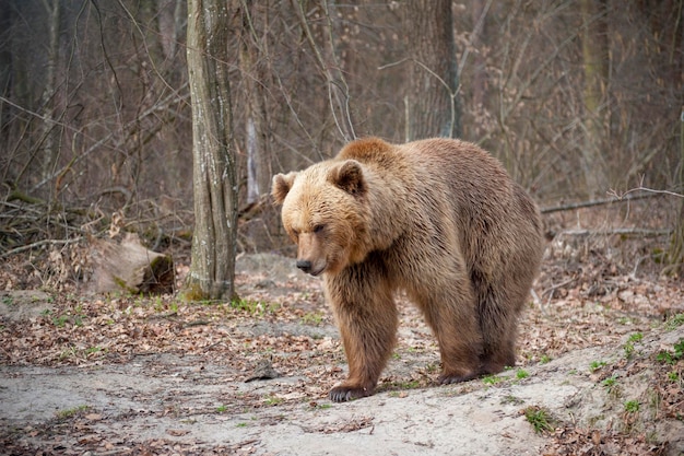 The brown bear Ursus arctos big male walking in the forest