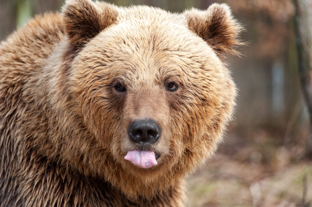 Бурый медведь (Ursus arctos), большой самец, гуляет по лесу