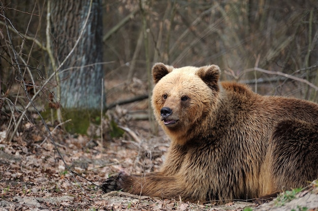 The brown bear (Ursus arctos), big male, walking in the forest