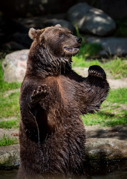 ヒグマ（Ursus arctos）は最も広く分布しているクマであり、ユーラシア北部と北アメリカの多くで見られます。