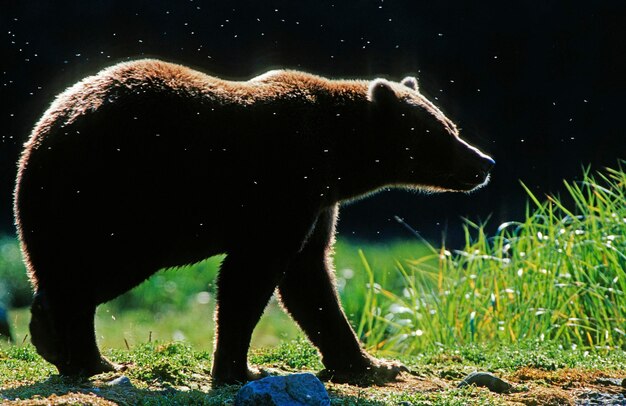 Photo brown bear ursus arctos katmai national park alaska