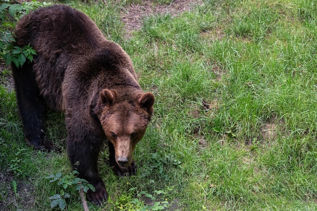 Бурый медведь Ursus arctos ищет еду в траве