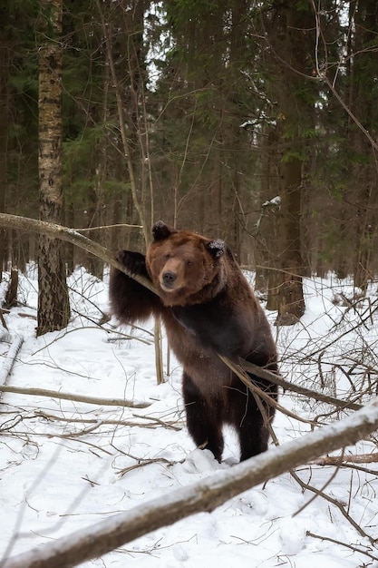 Коричневый медведь Ursus arctos стоит на задних ногах в зимнем лесу