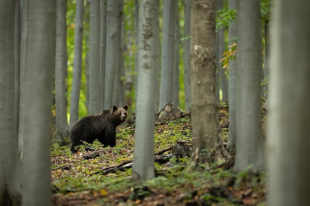 Orso bruno che cammina nella foresta di faggi nella natura estiva