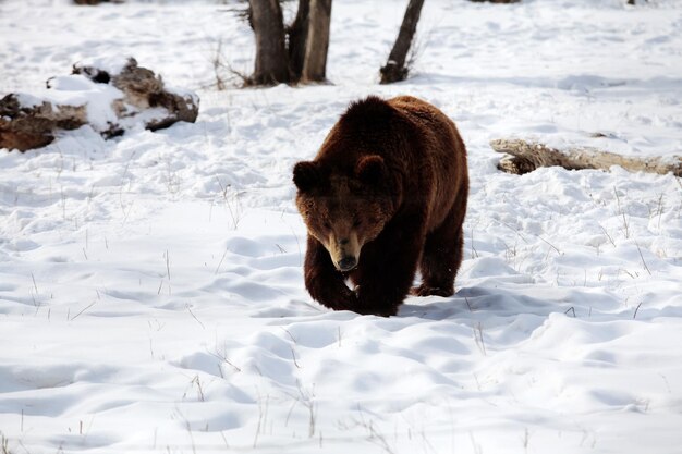 Foto orso marrone che cammina su un campo innevato durante l'inverno