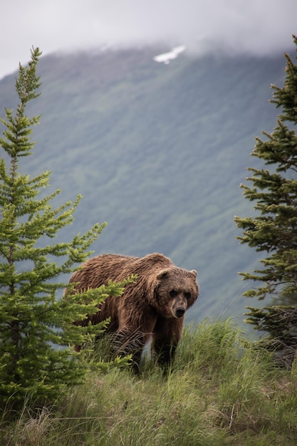 Photo brown bear walking through the forest