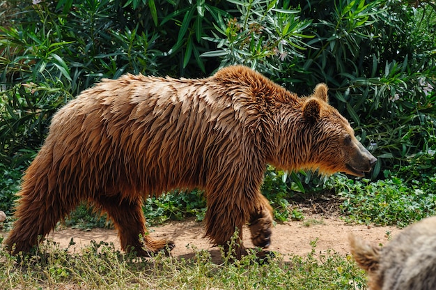 Brown bear walking