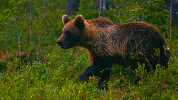 A brown bear walks through the forest.