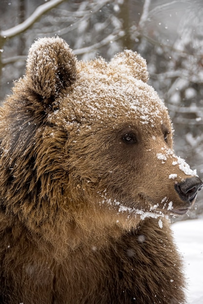 Brown bear in the winter forest