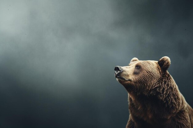 a brown bear with a dark background