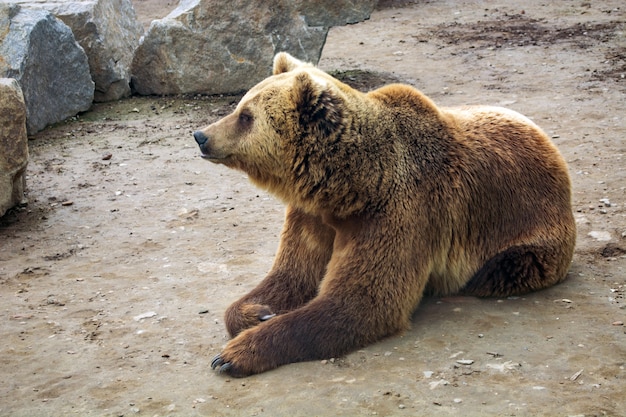 Бурый медведь с синдромом Дауна в лесу