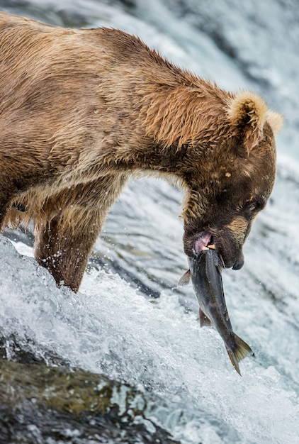 Foto orso bruno con un salmone in bocca. stati uniti d'america. alaska. parco nazionale di katmai.