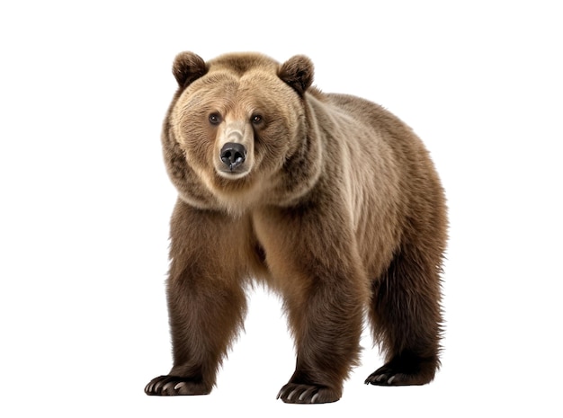 A brown bear with a white background