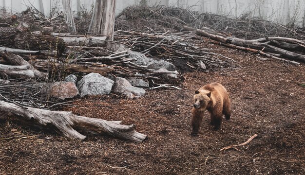 Photo brown bear in the zoo