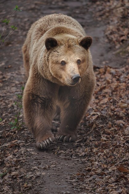 Brown bear