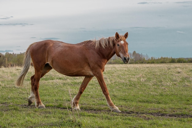 A brown beautiful horse goes through the pasture turns his muzzle and looks at the camera