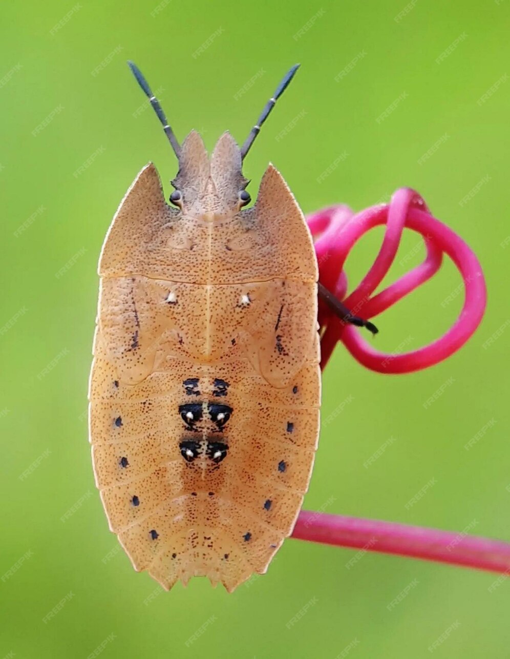 Premium Photo Brown bed bugs are insects in the family pentatomidae native to china japan korea