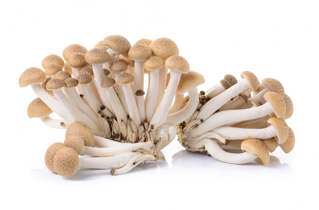 Brown beech mushroom isolated